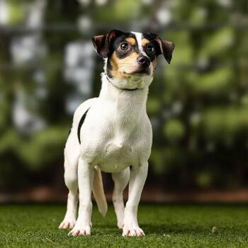 Checkers -  Chihuahua and Mixed Breed Dog for Adoption in Jupiter, Florida - Checkers | PetCurious