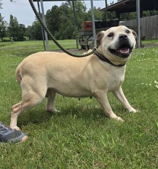 Venus -  Terrier Dog for Adoption in Raymond, Mississippi - Venus | PetCurious