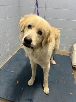 Great Pyrenees Dogs Available for Adoption in Woodland, California - *REUBEN | PetCurious