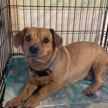 Sammi -  Dachshund Dog for Adoption in Lacon, Illinois - Sammi | PetCurious