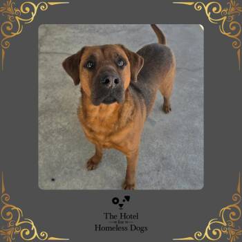 Labrador Retriever and Terrier Dogs Available for Adoption in Cumberland, Rhode Island - Skippy | PetCurious
