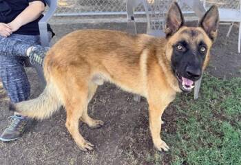 Blitz -  German Shepherd Dog Dog for Adoption in Tulare, California - Blitz | PetCurious