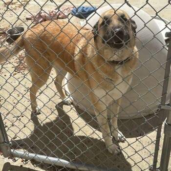 Mixed Breed Dogs Available for Adoption in Gadsden, Alabama - Rex | PetCurious
