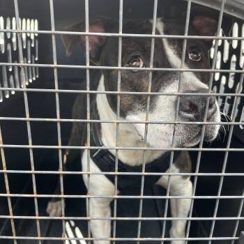 Rescue Pit Bull Terrier Dogs for Adoption in Lake Jackson, Texas - Frankenstein | PetCurious