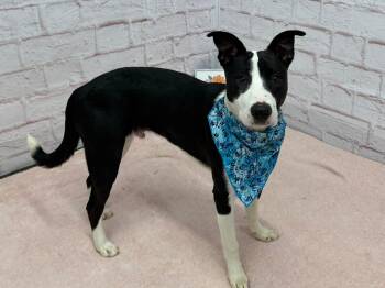 Border Collie and Mixed Breed Dogs Available for Adoption in Oxford, Michigan - Carl | PetCurious