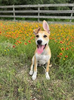 Callie -  Boxer and Great Pyrenees Dog for Adoption in Pflugerville, Texas - Callie | PetCurious
