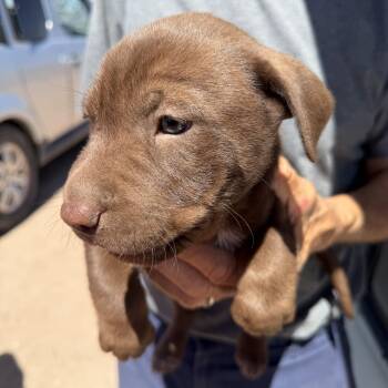 Pluto -  Labrador Retriever Dog Available for Adoption in Deming, New Mexico - Pluto | PetCurious