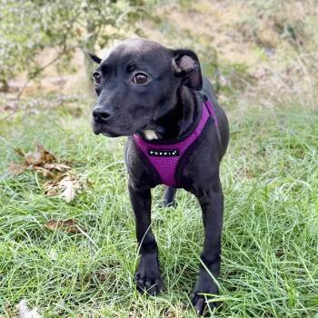 Molly -  English Bulldog and Mixed Breed Dog for Adoption in East Hampton, New York - Molly | PetCurious