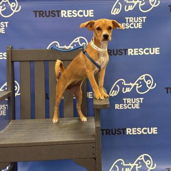 JACIE -  Terrier and Mixed Breed Dog for Adoption in Waterford, New Jersey - JACIE | PetCurious