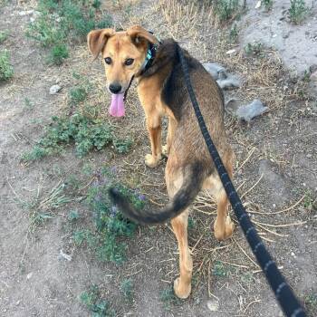 Mable -  Mixed Breed Dog for Adoption in Fort Collins, Colorado - Mable | PetCurious