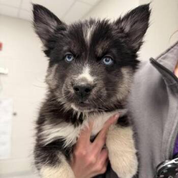 Meatball -  Siberian Husky and Mixed Breed Dog for Adoption in Wheaton, Illinois - Meatball | PetCurious