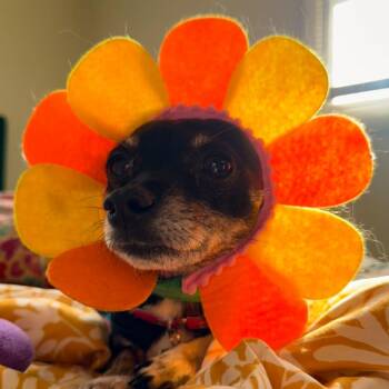 Chia -  Chihuahua Dog for Adoption in Normal, Illinois - Chia | PetCurious