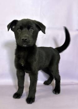 Rescue Labrador Retriever and Mixed Breed Dogs for Adoption in Morton Grove, Illinois - Pepper | PetCurious