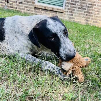Buzz (150 total adoption fee) -  Australian Cattle Dog Blue Heeler and Cattle Dog Dog for Adoption in Atlanta, Texas - Buzz (150 Total Adoption Fee) | PetCurious