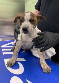 Cattle Dog and Mixed Breed Dogs Available for Adoption - Lambo | PetCurious