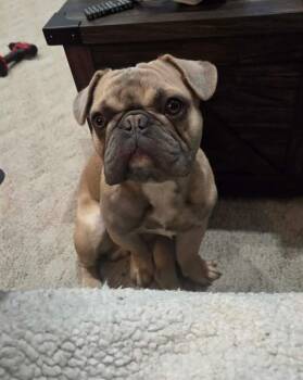 French Bulldog Dogs Available for Adoption in Grand Haven, Michigan - Potato  | PetCurious