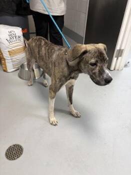 880-26 -  Mixed Breed Dog for Adoption in Cumming, Georgia - 880-26 | PetCurious