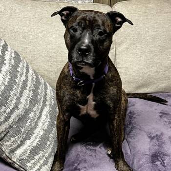 Rescue Pit Bull Terrier Dogs for Adoption in Saratoga Springs, New York - Sadie | PetCurious