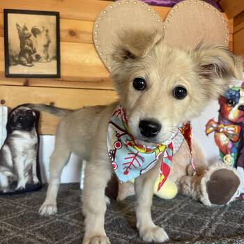 Terrier Dogs Available for Adoption in Vacaville, California - Clara | PetCurious