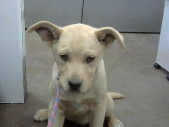 Mixed Breed Dogs Available for Adoption - GENIE | PetCurious
