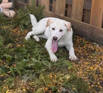 Bee -  Akita Dog for Adoption in Yorkville, Illinois - Bee | PetCurious