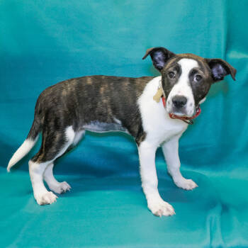 Rescue Boxer and Shepherd Dogs for Adoption in Richmond, California - ELSIE | PetCurious