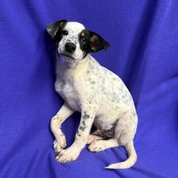 Woody P46588 -  Australian Cattle Dog Blue Heeler and Mixed Breed Dog for Adoption in Corsicana, Texas - Woody P46588 | PetCurious