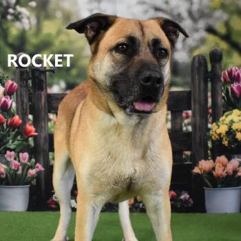 Rocket -  Shepherd Dog for Adoption in Yuma, Arizona - Rocket | PetCurious
