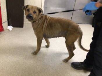 Labrador Retriever and German Shepherd Dog Dogs Available for Adoption in Riverside, California - ABIGAIL | PetCurious
