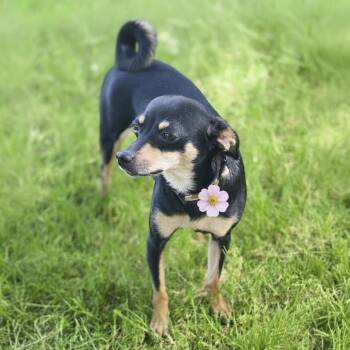 Pippa -  Chihuahua and Miniature Pinscher Dog for Adoption in Fairfield, Connecticut - Pippa | PetCurious