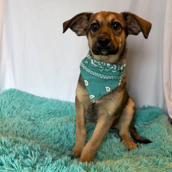 Mixed Breed Dogs Available for Adoption in Canal Winchester, Ohio - Hawk | PetCurious