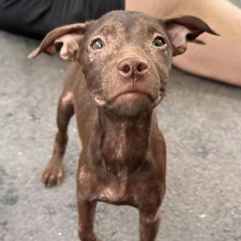 Pit Bull Terrier Dogs Available for Adoption - Nestle | PetCurious