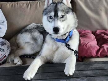 Siberian Husky Dogs Available for Adoption in West Hollywood, California - Luke Sky | PetCurious