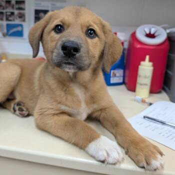 Waffle -  Mixed Breed Dog for Adoption in Ardmore, Oklahoma - Waffle | PetCurious