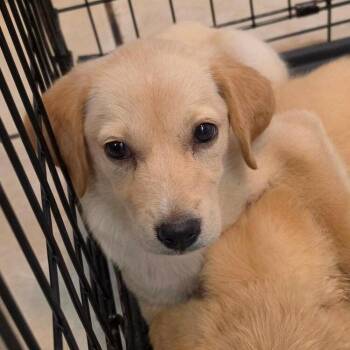Martha Washington #7003 -  Golden Retriever Dog for Adoption in Louisville, Kentucky - Martha Washington #7003 | PetCurious