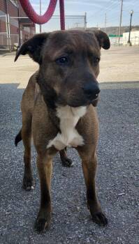 Labrador Retriever and Mixed Breed Dogs Available for Adoption in Saint Clairsville, Ohio - Leo | PetCurious