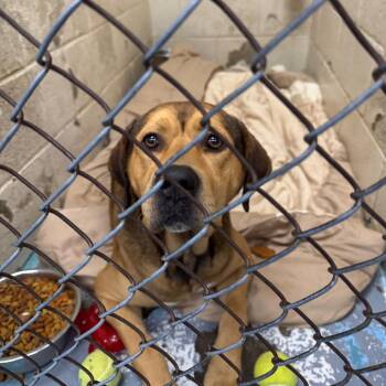 Little Foot -  Mixed Breed Dog for Adoption in Charleston, West Virginia - Little Foot | PetCurious