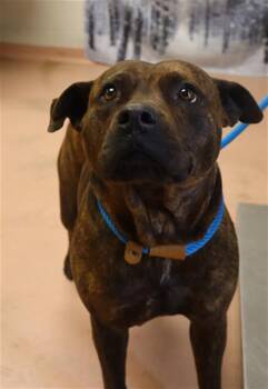 Mixed Breed Dogs Available for Adoption - CLAIRE | PetCurious