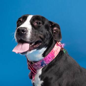 Mixed Breed Dogs Available for Adoption - Ivy Thorn | PetCurious