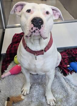 26-272 Hercules -  Pit Bull Terrier Dog for Adoption in Lindenhurst, New York - 26-272 Hercules | PetCurious