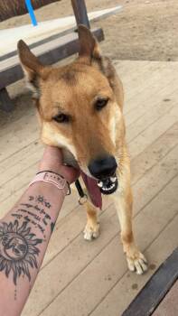 Rusty -  German Shepherd Dog Dog for Adoption in Incline Village, Nevada - Rusty | PetCurious