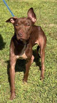 Sheba -  Pit Bull Terrier Dog for Adoption in Burgaw, North Carolina - Sheba | PetCurious