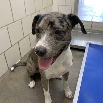 Fletcher -  Catahoula Leopard Dog and Mixed Breed Dog for Adoption in Austin, Texas - Fletcher | PetCurious