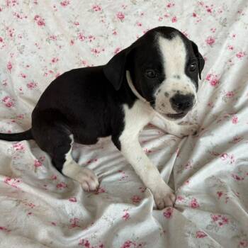 Ladybug -  Pointer Dog for Adoption in San Antonio, Texas - Ladybug | PetCurious