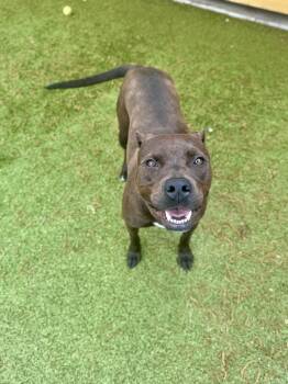 Rescue Terrier Dogs for Adoption in Hilton Head Island, South Carolina - Reina | PetCurious