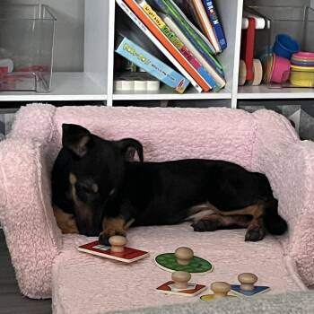 Corgi and Doberman Pinscher Dogs Available for Adoption in Carencro, Louisiana - Fox | PetCurious