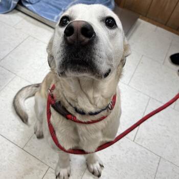 Mixed Breed Dogs Available for Adoption - Clown | PetCurious