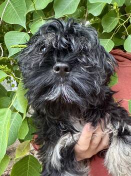Shih Tzu Dogs Available for Adoption in Fresno, California - BABY LUCAS  | PetCurious