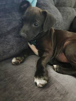 Little Bit -  Beagle Dog for Adoption in Springville, New York - Little Bit | PetCurious