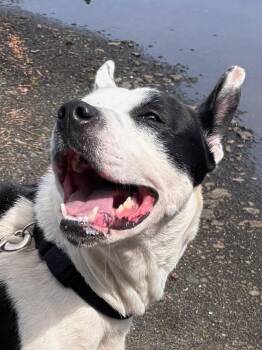 Pit Bull Terrier Dogs Available for Adoption in Newport, Oregon - Ayla | PetCurious